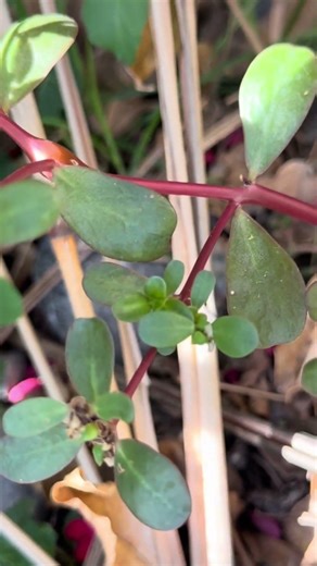 Is This Weed in Your Garden? It Might Be Purslane #permaculture #backyardgardening