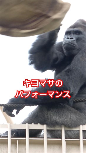 Kiyomasa's performance【東山動物園ゴリラ】 #gorilla