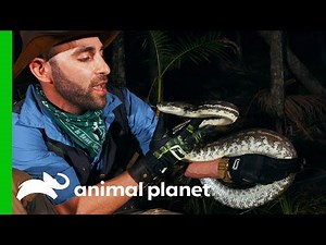 Coyote Is Bitten By A Python While Looking For Eels | Coyote Peterson: Brave The Wild