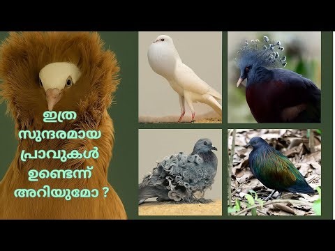 ലോകത്തിലെ ഏറ്റവും സുന്ദരമായ പ്രാവുകൾ , The Most Beautiful Pigeons on Earth!