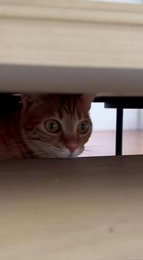 Treat Thief BUSTED! Epic Cat Fight & Kitten Chaos! (Unexpected Peace)