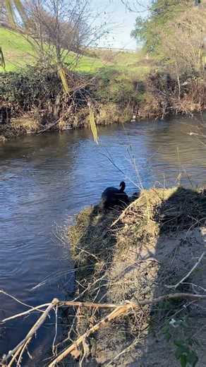 Black Lab having fun #blacklabs #trail