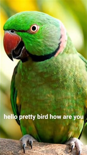 Hello pretty bird how are you? #viral #parrot #mithu #talkingparrot #parrotbeak