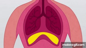 What is the Diaphragm? on Make a GIF