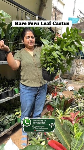 🌵✨ Fern Leaf Cactus | Big Plant ✨🌵 A bold, statement-making cactus with long, flat, fern-like trailing stems that instantly elevate any space. This big, mature Fern Leaf Cactus brings a dramatic yet elegant look—perfect for bright indoor corners, balconies, or covered patios. A great choice for plant lovers who enjoy unique textures with minimal care. 🌱 Why You’ll Love It ✔️ Big, well-established plant ✔️ Unique fern-like trailing foliage ✔️ Low-maintenance cactus variety ✔️ Perfect for hangi