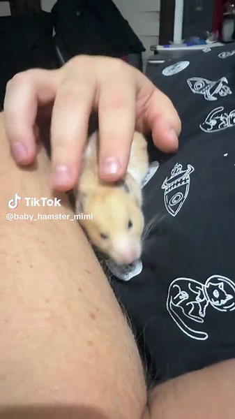 baby_hamster_mimi na TikTok