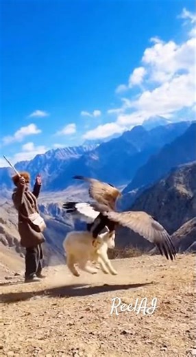 🦅 Mountain Eagle Grabs a Goat — Shocking Moment!