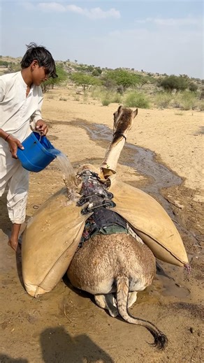حين يصبح الجمل سفير الماء في الصحرا