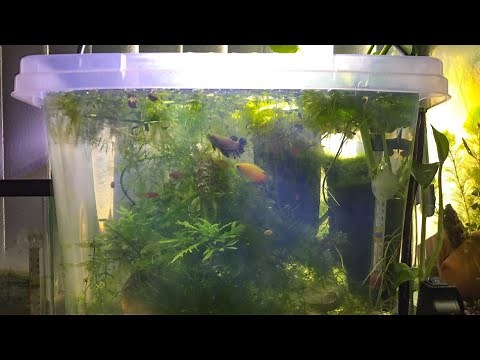 My Plastic Container Aquariums & Glass Aquariums