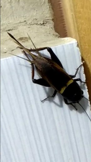 Small But Can Make Loud Noise | Cricket