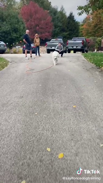 Lightest Touch Commands Obedience in Great Pyrenees Training