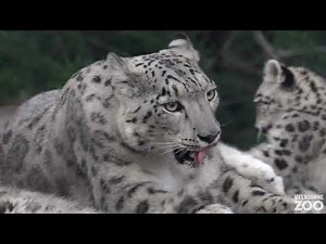 Melbourne Zoo Snow Leopard cubs grow up!