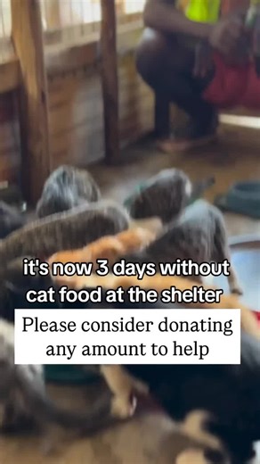 Henry cat's (@henry.cats2)’s videos with Moonee - El