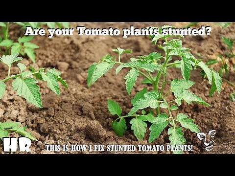 ⟹ How To Recover Stunted Tomato Plants | Garden Tips #tomatoes