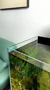 5.5K views · 45 reactions | Extremely Amazing Aquarium Ecosystem #fishaquarium #aquariumfishtank #fishtanksetup #trending #fish | Aquatic Wonders Hub | Facebook