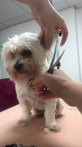 413K views · 1.6K reactions | Tips for dog owners on how to keep your dogs well groomed ✂️ | Furry Tails | Facebook
