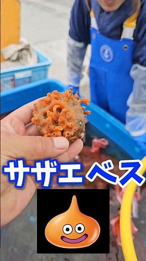伝説の生物【サザエベス】#subscribe #shorts #スライム