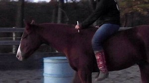 4.9K views · 308 reactions | "Leo" on his 3rd day of my Liberty Start! The first time I used this method was with Amira, an untouched mustang...Now I am putting it to the test with a variety of different young horses! I love how this method progresses each horse at their own pace & works on establishing a strong mental connection first. He had his first steps of the trot today and as you can see in the video got quite good at steering:) | Mustang Maddy | Facebook