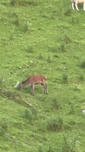 308 on red deer at 150 meters 👍