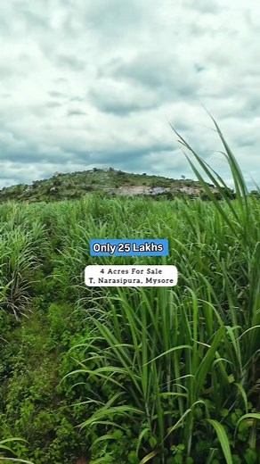 96K views · 1.3K reactions | 4 Acres for sale, Mysore Near T, Narasipura General Property, Red Soil 2 borewell, drip irrigation system Channel Water also available Suitable for farmhouse 130 kms from Banglore 50 kms from Mysore Price 25 lakhs per acre slightly negotiable Sites In Mysore ☎️9148449714 #mysore #banglore #trendingreels #bengaluru #mysuru #agriculturelandforsale #agriculturelife #agriculture #farmhouse #viralvideos | Sites In Mysore | Facebook