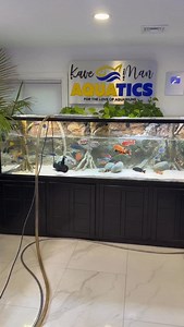 Got Fish? 😁 Btw, Check out the new All-In-One Aquarium Keeping App! @aquabuildr | Fish Compatibility, Water Parameter Tracking, AI Chat Bot, New Tank Builder, Dosing Diary, Inhabitants Tracker, Maintenance Reminders, New Species added weekly! #aquariumhobby #aquariumlife #aquarium #fishkeeping #aquabuildr | KaveMan Aquatics