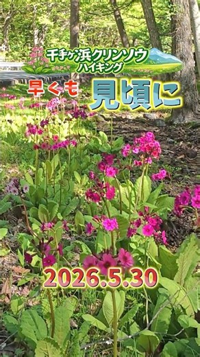 🌸【奥日光】千手ヶ浜クリンソウ最新開花状況🌸 本編公開中 2026.5.30