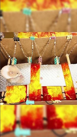 Hamster's Epic Lava Obstacle Challenge! 🐹 #hamstermaze #satisfying #diy #shorts