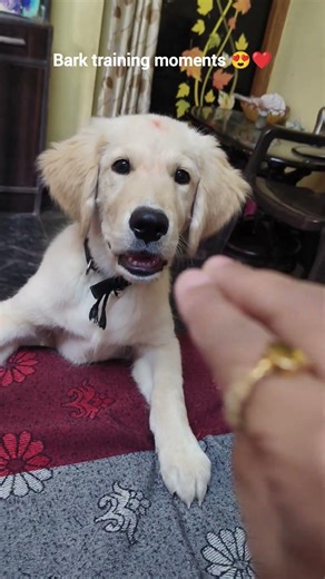 Golden Retriever Bark Training🔥💖 | Watch Leo Learn to Bark