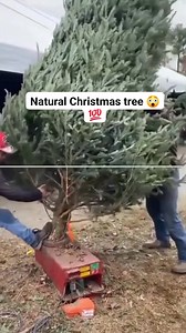 48K views · 133 reactions | Natural Christmas tree #christmastree #christmasseason #tree | Things around blogs | Facebook