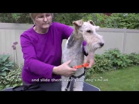 Fitting a Wonder Walker™ Body Halter©