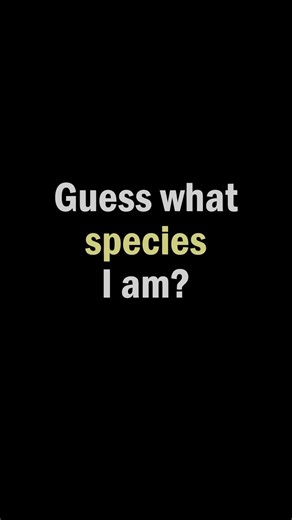 18K views · 80 reactions | 1,091,000 American shad fry were stocked into the Juniata River this year as part of our efforts at restoring shad to the Susquehanna Watershed. Learn more at FishandBoat.com | Pennsylvania Fish and Boat Commission | Facebook