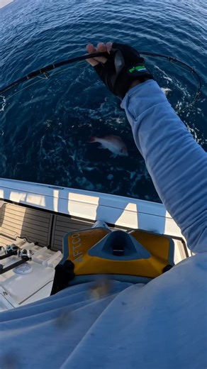 Michael Hank Modisett on Instagram: "How to Chum up and Catch a red snapper in 60 seconds #destinflorida #destinfishing #howtovideo #destinfishingcharters #howtovideos #gulfofamericafishing #daiwasaltiga #gulfofamerica #fishingtutorial #emeraldcoastfishing #gulfofmexicofishing #floridafishing #fishingtrip #saltwaterfishing #angler #starrods #fisherman #howtofish #fishing #fishing🎣 #destinfl #fishinglifestyle #americanredsnapper #dogsdaysofsummer #redsnapper #redsnapperfish"