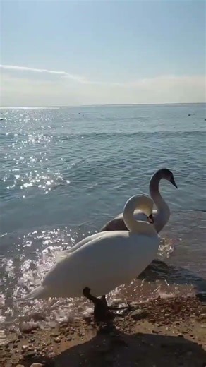 Swans on the beach