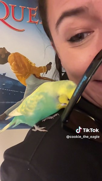 Funny Budgies on TikTok: Hilarious Bird Reels!