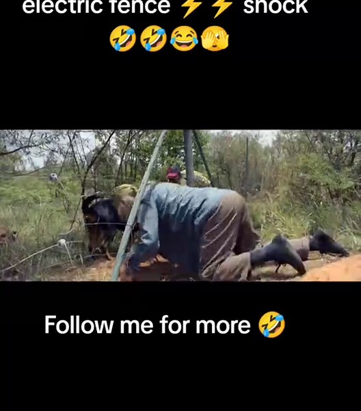 electric fence shocked him 😨#creatorsearchinsights #electrician #fence #foryoupage❤️❤️ #fyp #fyppp #crazy #funny #viralvideos @Kingsley comedy movies recap https://vm.tiktok.com/ZMk3jKjAu/@KOMBO @Oliwia Ratyńska