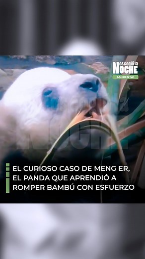 25K views · 129 reactions | El curioso caso de Meng er, el panda que...