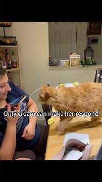 Talking to Cats?! Hilarious Cat Translator Moments & Playtime Chaos!