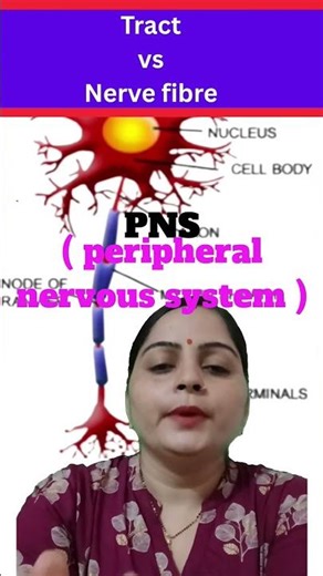 Tract vs Nerve fibre | Difference between tract and nerve fibre | nervous system class 11 / 12