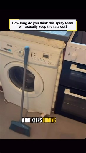 Home inspection rat infestation #homeinspection #homeinspector #pestcontrol #rats #realestate #diy