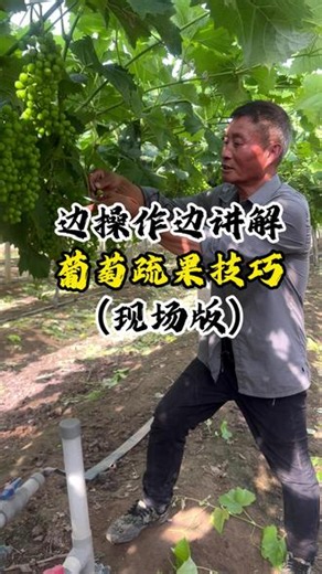 阳光玫瑰怎么疏果？新手也能学会的操作步骤 现场边操作边讲解葡萄疏果技巧 #葡萄种植 #阳光玫瑰种植 #葡萄管理技术 #葡萄高产技巧 #三农种植
