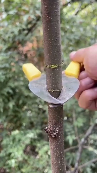 Amazing Air Layering Technique | Grow Trees Without Seeds!