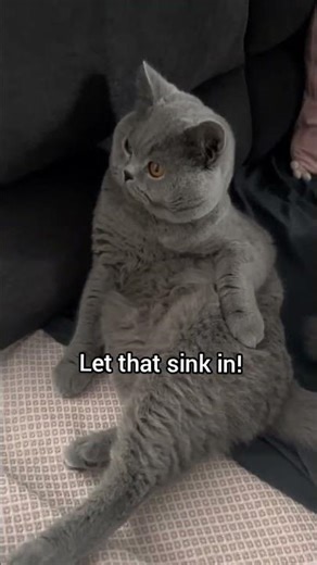 If cats could text you back