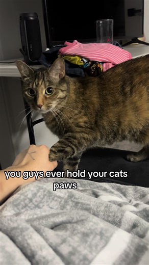 loopynotlumpy on TikTok