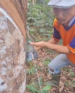 863K views · 7.5K reactions | quick way to get rubber sap water | Herdinata | Facebook