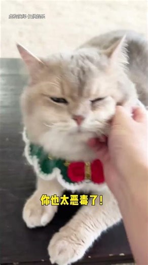 招财的爱真的会消失吗，难道招财真的不喜欢我了吗#猫 #lucky #cat #萌寵 #cute #funny #日常 #shorts