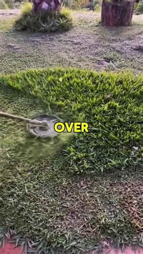 Part 2 Olaf just wandering off at Disneyland Parisat the New World of Frozen coming nextMarch! Beyond cute #disnevland #WorldOfFrozen #frozen #disneyadventureworld #disnevlandparis