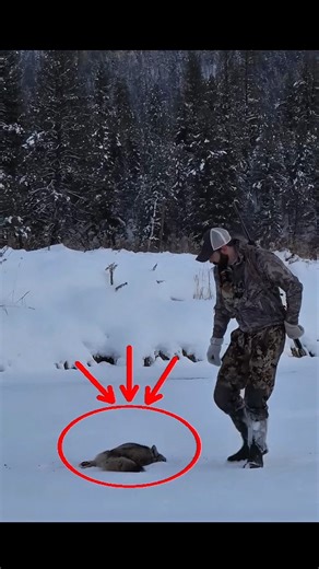 River snow and enjoying wolf hunting #chasse #blackwolf #hunting #foxhunting #wolf