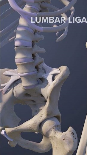 Anatomy of the L5-S1 Spinal Motion Segment