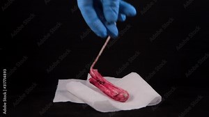 close up of a used female sanitary towel tampax that is deposited on white original paper with blue medical gloves on a black background
