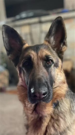 This shepherd knows how to pose